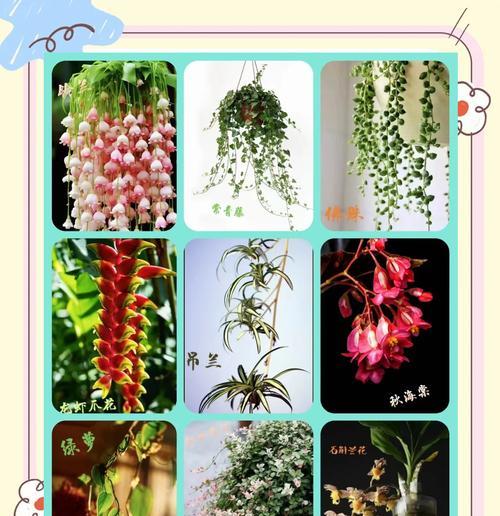 吊兰的土壤选择有什么讲究？