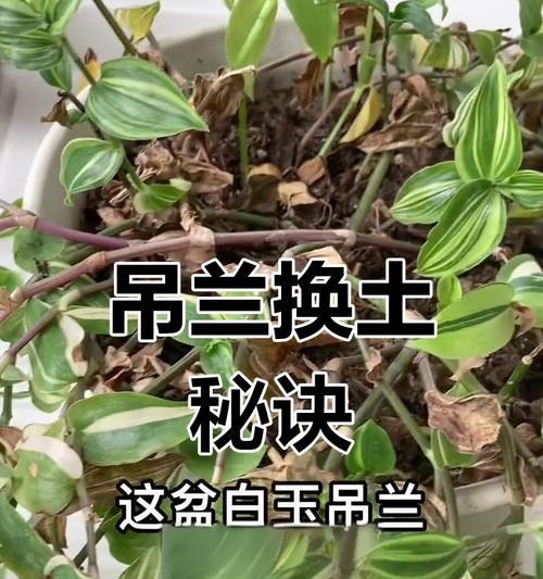 吊兰的土壤选择有什么讲究？