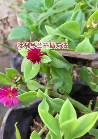 吊兰的土壤选择有什么讲究？