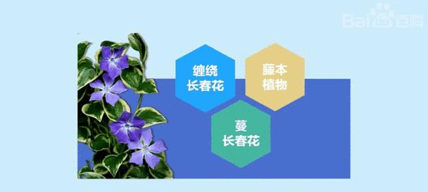 长春藤有哪些品种？不同品种长春藤的养护方法是什么？