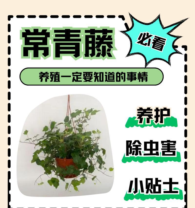 长春藤有哪些品种？不同品种长春藤的养护方法是什么？