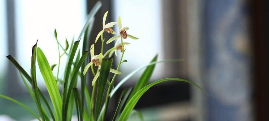 兰草是什么植物？兰草的养护要点有哪些？