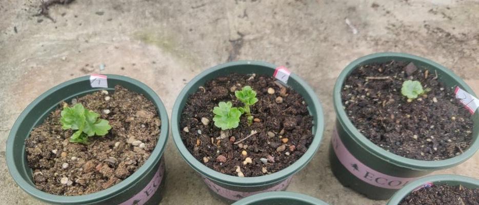 花毛茛种子的外观特征是什么？