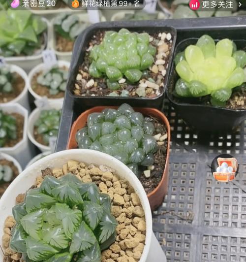 姬玉露的养殖技巧和常见问题解答？