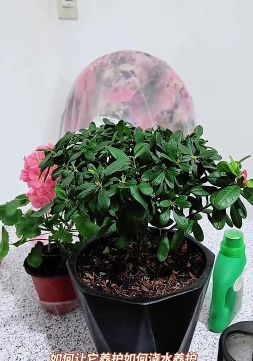 杜鹃花水浇多是什么问题？如何处理？