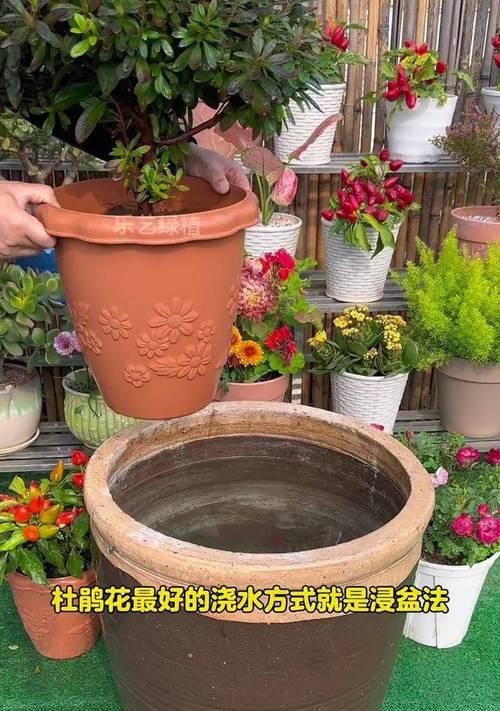 杜鹃花水浇多是什么问题？如何处理？