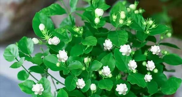 在家中种植什么花卉最好？有哪些推荐？