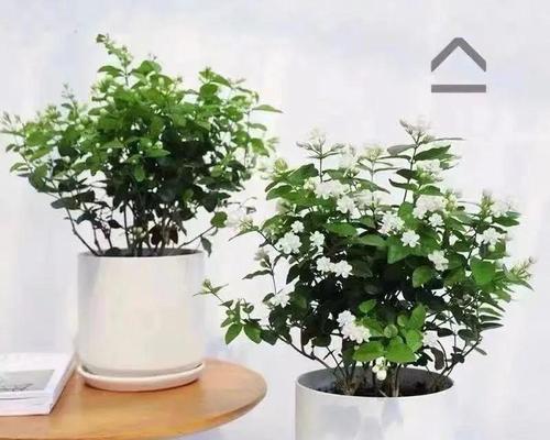 在家中种植什么花卉最好？有哪些推荐？