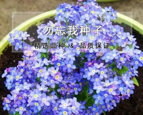 勿忘我种子播种技巧是什么？如何种植？