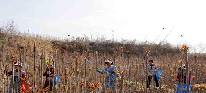 香椿树的种植步骤和管理要点是什么？