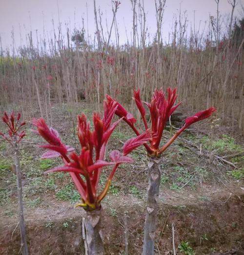 香椿树的种植步骤和管理要点是什么？