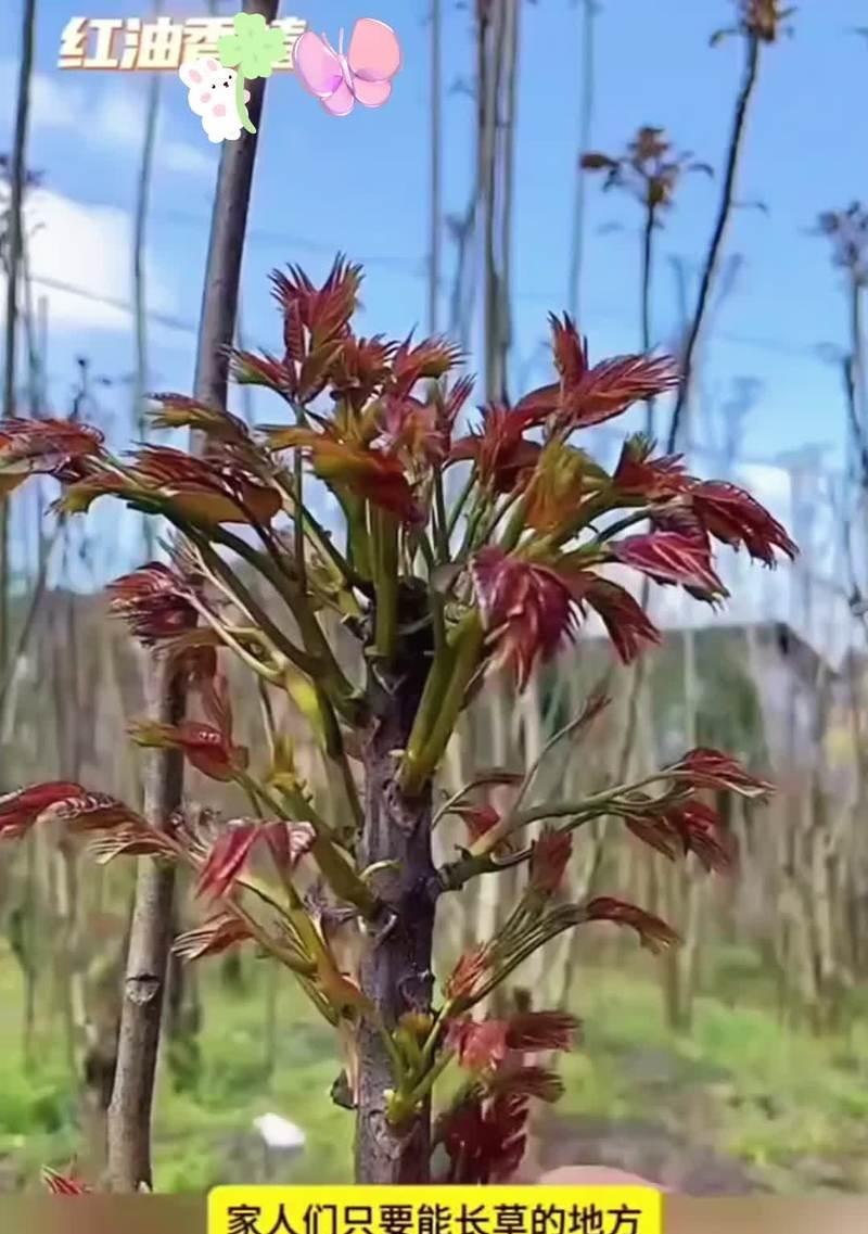 香椿树的种植步骤和管理要点是什么？
