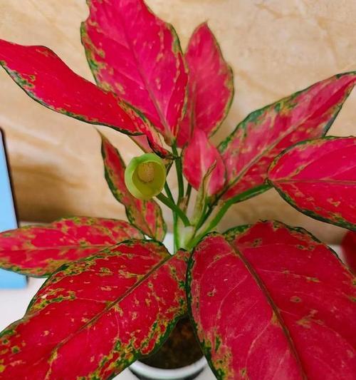 水培如意皇后花怎么养？水培如意皇后花的养护要点？