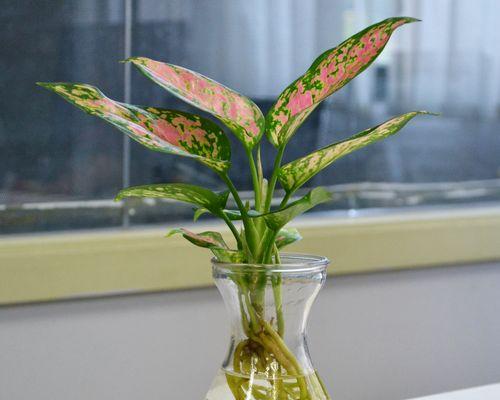水培如意皇后花怎么养？水培如意皇后花的养护要点？