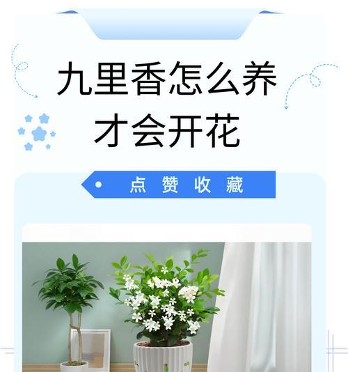 九里香有哪些品种？各自的花香如何？