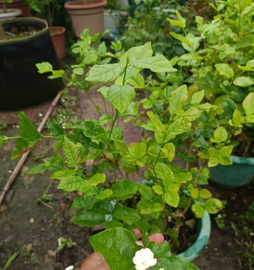 九里香有哪些品种？各自的花香如何？