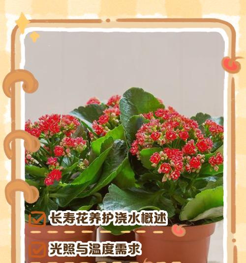长寿花的养殖方法有哪些？如何使其花开不断？