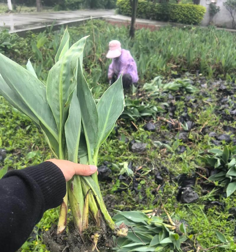美人蕉的根是什么样的？美人蕉的种植和养护技巧是什么？