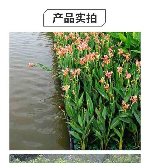 美人蕉的根是什么样的？美人蕉的种植和养护技巧是什么？