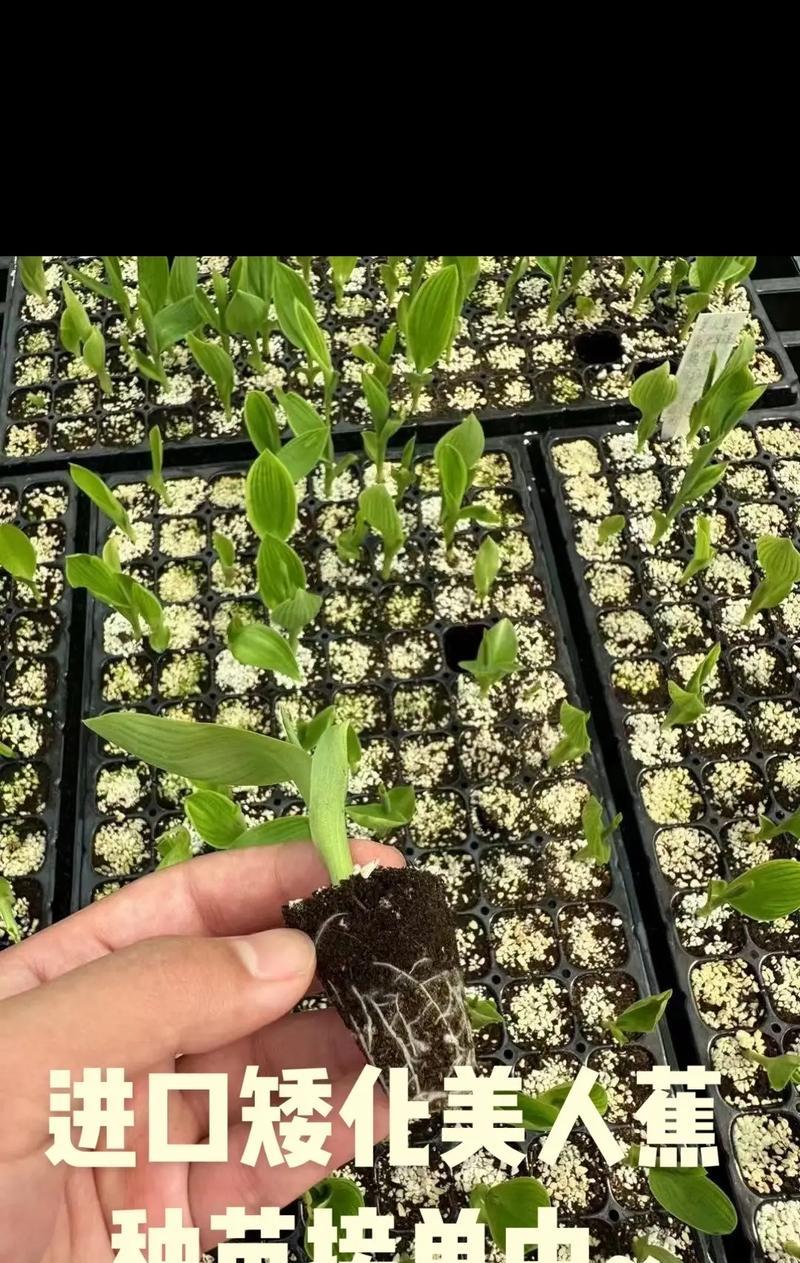 美人蕉的根是什么样的？美人蕉的种植和养护技巧是什么？