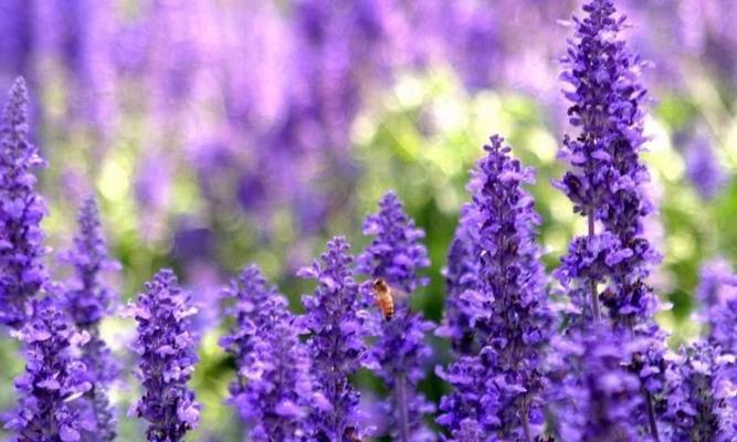 薰衣草冬季如何护理？过冬时薰衣草的养护技巧是什么？