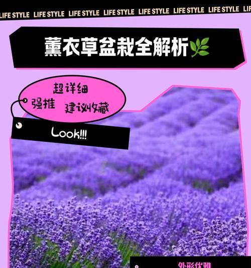 薰衣草冬季如何护理？过冬时薰衣草的养护技巧是什么？