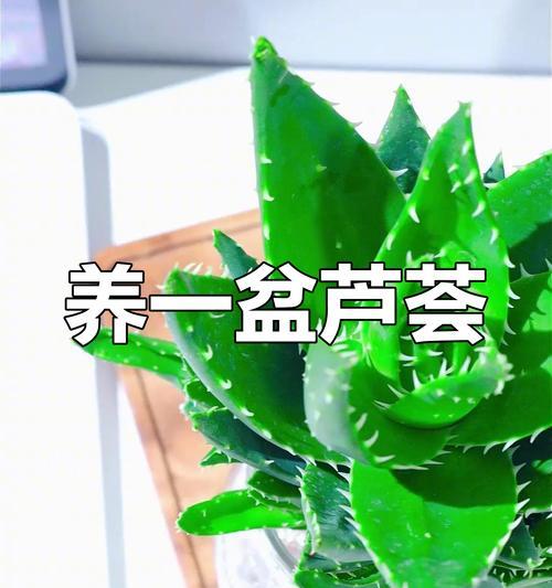 芦荟盆栽的养殖方法有哪些？