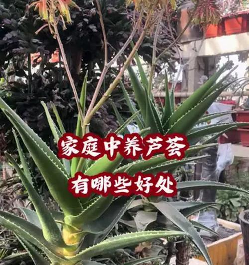 芦荟盆栽的养殖方法有哪些？