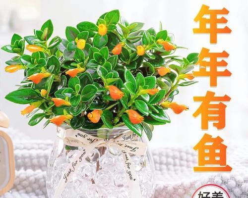 口红吊兰有多少种品种？不同品种的口红吊兰有何区别？