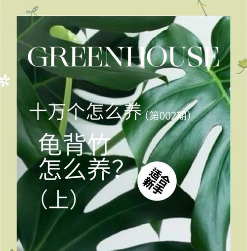 龟背竹根部问题如何解决？怎样促进根部健康生长？