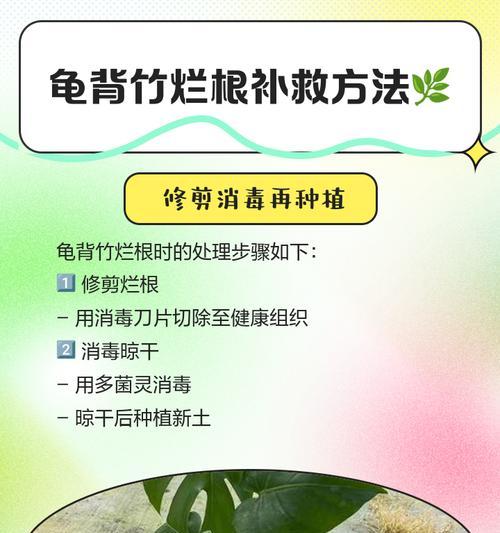 龟背竹根部问题如何解决？怎样促进根部健康生长？