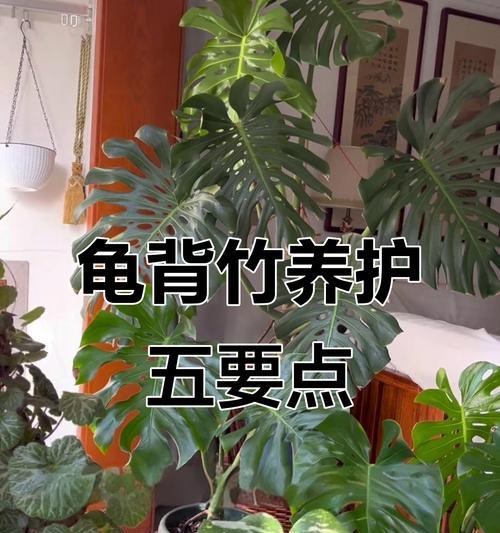龟背竹根部问题如何解决？怎样促进根部健康生长？