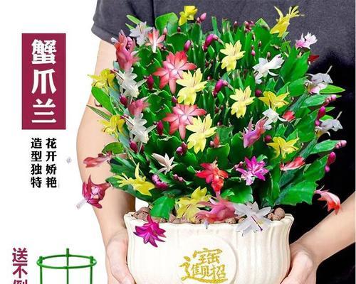 蟹爪兰的浇水频率是多少？如何避免过度浇水？