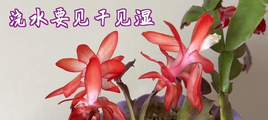 蟹爪兰的浇水频率是多少？如何避免过度浇水？