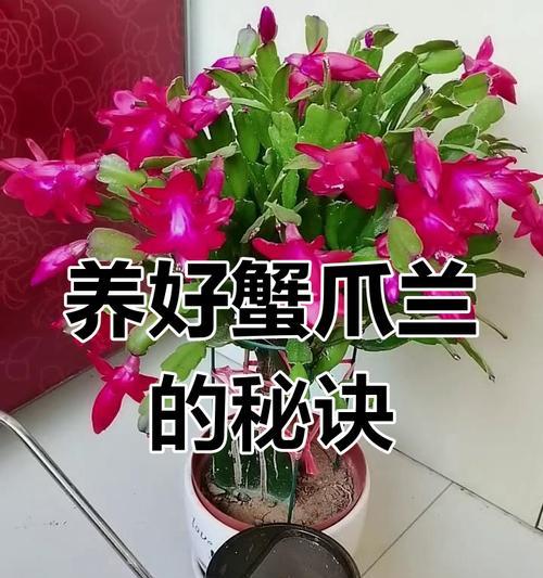 蟹爪兰的浇水频率是多少？如何避免过度浇水？