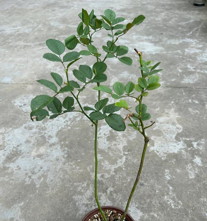 月季发芽需要哪些条件和步骤？
