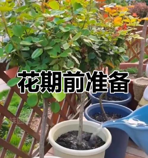 月季发芽需要哪些条件和步骤？