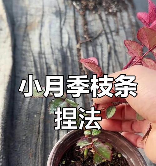 月季发芽需要哪些条件和步骤？
