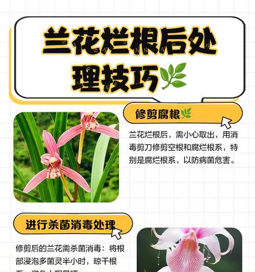 君子兰烂根了怎么办？如何预防和处理？