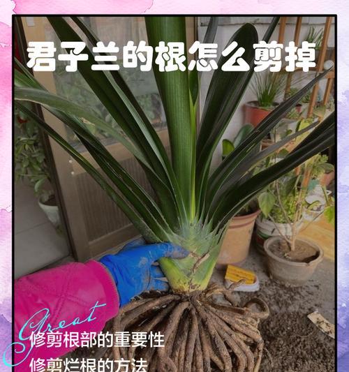 君子兰烂根了怎么办？如何预防和处理？