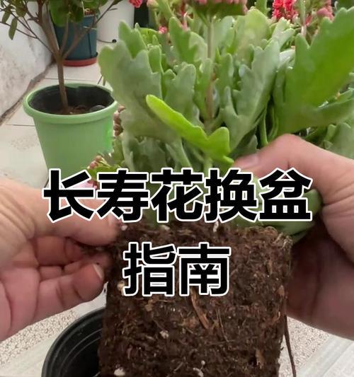 长寿花移栽的最佳时机是什么时候？移栽后如何护理？