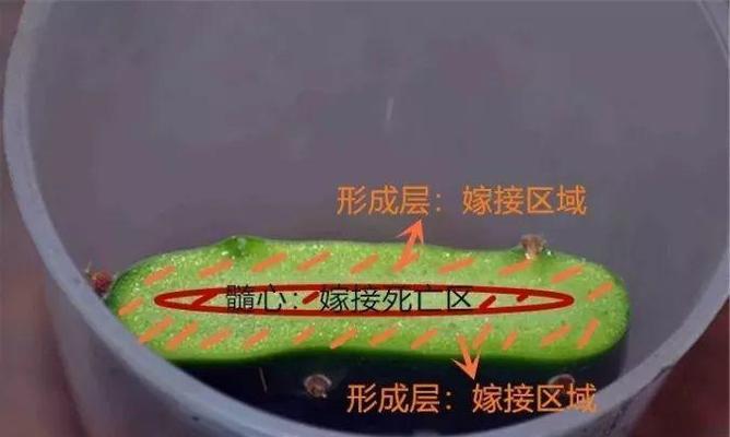 仙人棒扦插方法是什么？如何提高成活率？