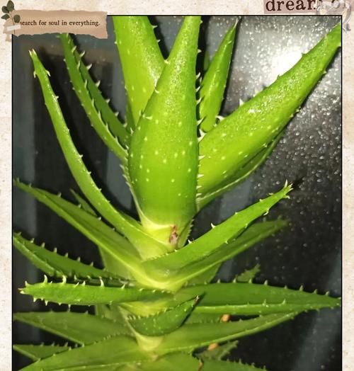 芦荟换盆的最佳时机是什么时候？换盆过程中应注意哪些问题？
