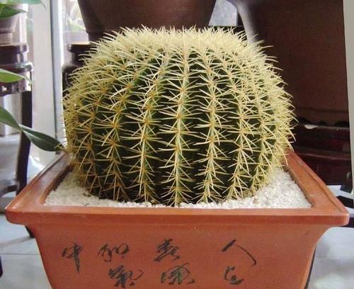 松霞仙人球有多少个品种？如何区分？