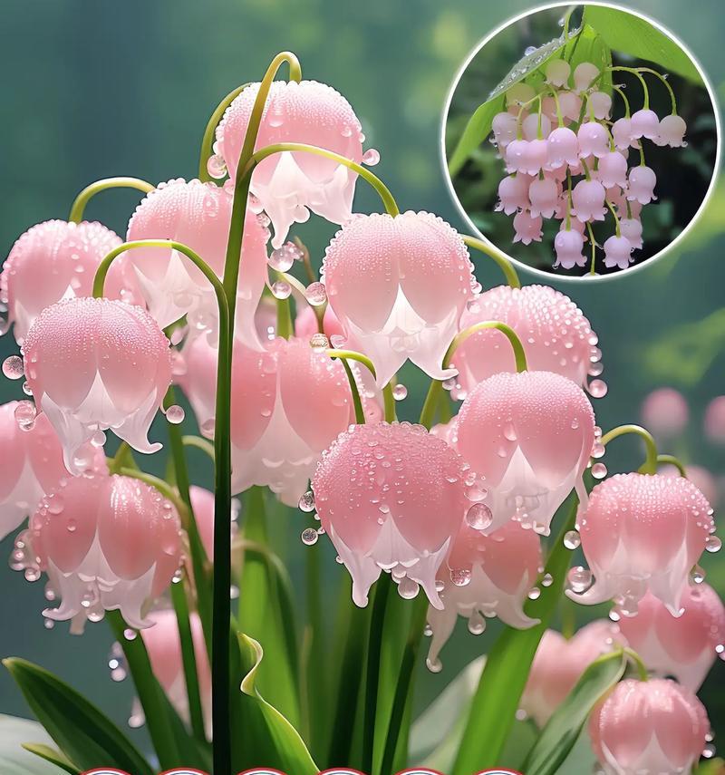 生病时应该送什么花？慰问花卉的选择与含义？