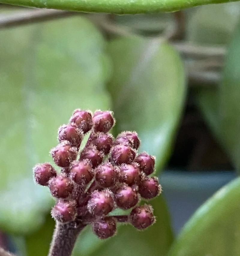 球兰花的养殖方法是什么？如何确保开花？