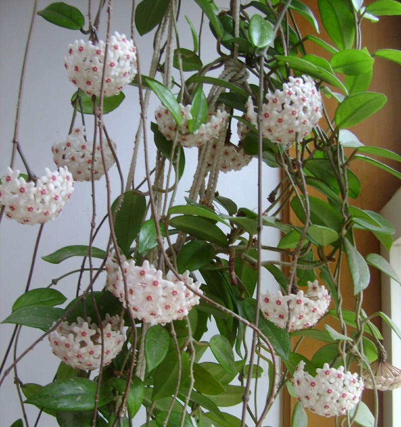 球兰花的养殖方法是什么？如何确保开花？