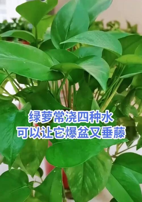 绿萝适合什么肥料？绿萝的施肥技巧和注意事项是什么？