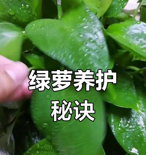 绿萝适合什么肥料？绿萝的施肥技巧和注意事项是什么？