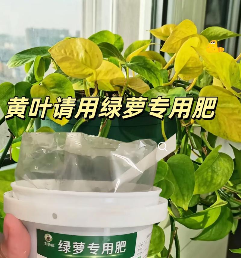 绿萝适合什么肥料？绿萝的施肥技巧和注意事项是什么？